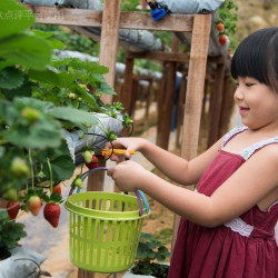 我 采摘体验券9折券（满 6 串 可用）