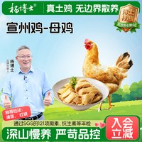 杨博士 散养母鸡深山散养宣州鸡跑山鸡新鲜整只鸡