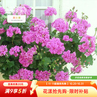 虹越 天竺葵盆栽苗 洋绣球花苗SD （垂吊型）夏日玫瑰 12cm简易盆