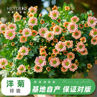 海蒂的花园 菊花洋菊乒乓菊球菊盆栽耐热耐晒宿根植花卉球菊带花苞阳台花园 洋菊玲珑12cm盆