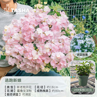 塔莎的花园 大花绣球花盆栽庭院阳台花卉盆栽好养室外落跑新娘妖精吻 逃跑新娘 140 带盆栽好