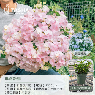 塔莎的花园 大花绣球花盆栽庭院阳台花卉盆栽好养室外落跑新娘妖精吻 逃跑新娘 140 带盆栽好
