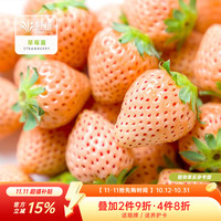 虹越 草莓苗盆栽苗秧苗90# 庭院阳台休闲四季种植草莓苗 淡雪 90#