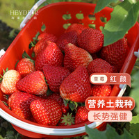 海蒂的花园 草莓苗盆栽苗阳台盆栽原盆原土奶油冬季草莓秧苗当年结大果 红珍珠（红颜）15cm盆
