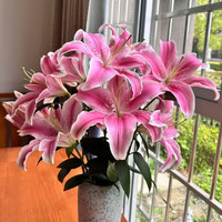 与花同行 布朗尼重瓣百合浓香型吸色百合云南基地直发【8个花苞】粉色单瓣百合 按花苞个数 不按支数