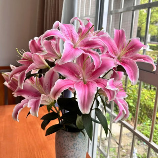 与花同行 布朗尼重瓣百合浓香型吸色百合云南基地直发【8个花苞】粉色单瓣百合 按花苞个数 不按支数