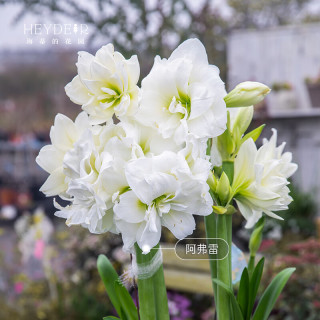 海蒂的花园 旗舰店南非朱顶红进口重瓣种球室内阳台球根花卉南非朱顶红阿弗雷22/24 12+
