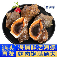 鲜润泽 鲜京采鲜活海螺 净重3斤 5-7只 鲜活到家 源头直发 活鲜贝类