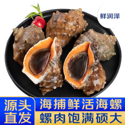 鲜润泽 大号鲜活海螺 净重2斤 3-4只/斤 鲜活到家 海鲜 源头直发