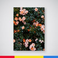 自油自画 数字油画 手绘填色 蔷薇花园