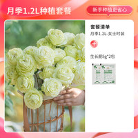 天狼 月季花+花盆+生长肥5g*2包