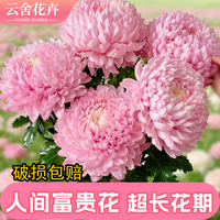 吸色牡丹菊国粹青花瓷百搭款居家办公插花花束水培鲜切花鲜花新鲜 粉色吸色牡丹菊