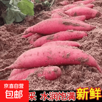 京喜自营-专用品牌 正宗超甜沙地蜜薯新鲜红薯红心糖心番薯黄心板栗红薯地瓜批发 带箱9斤装 中小果