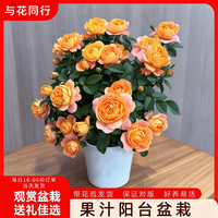 与花同行 果汁阳台玫瑰月季花盆栽庭院室内花卉四季开花好养源头直发好养活 180口径果汁阳台玫瑰月季盆栽1盆