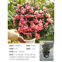 海蒂的花园 杜鹃花 樱桃红 14cm盆 盆栽