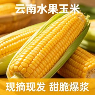 涵郎农业 云南单色水果玉米 自然生长 新鲜现摘 产地直发