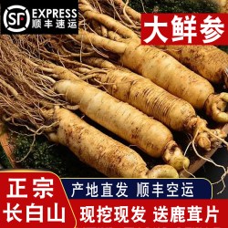 500g长白山鲜人参中药材野山人参煲汤泡酒林下高年参