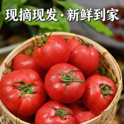 山东普罗旺斯生吃西红柿2斤 自然成熟沙瓤大番茄京东快递单果100g+ 精品西红柿 2斤