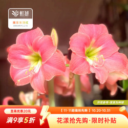 虹越 南非朱顶红种球 阿马尔菲 22/24cm 1球