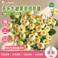 花间町 牛油果A级多头玫瑰1束云南基地直发鲜花花束情人节源头直发