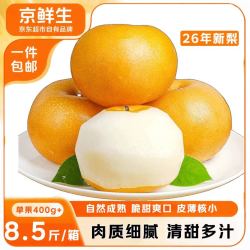 京鲜生 正宗山东莱阳秋月梨 净重8.5斤 单果400g+应季生鲜水果 源头直发