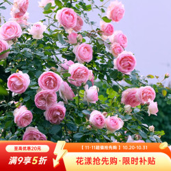 虹越 爬藤月季盆栽苗 龙沙宝石花园庭院拱门月季花卉LYG 粉色龙沙宝石 3L