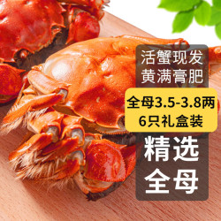 乾澄 鲜活大闸蟹 特大全母蟹3.5-3.8两 6只