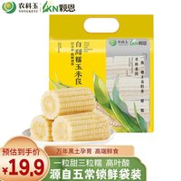 颗恩 玉米 农科玉336五常甜糯玉米杂粮苞米东北黏玉米棒代餐早餐粗粮 白甜糯段装礼袋800g（6段）