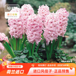 虹越 2026新品风信子种球荷兰进口土培水培阳台盆栽地栽球根花卉预售 芬达