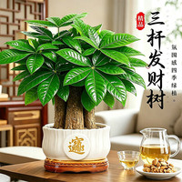 静黛轩 三杆发财树盆栽室内办公室绿植 30-40cm-招财进宝 源头直发
