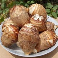 果迎鲜 云南牛奶小芋头  4.5斤中果20-40g