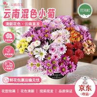 花间町 随机混色小雏菊5支（10-15朵）云南昆明小雏菊鲜切花家养源头直发