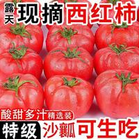 西红柿新鲜自然熟老味道沙瓤番茄可生吃水果孕妇当季农家蔬菜现摘 西红柿小果 2斤 带箱