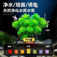 鱼缸搭配水草，真水草造景水培阴性净化水质生态 蜈蚣草2颗