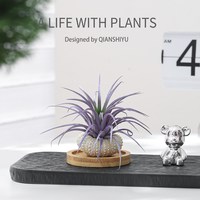 八芽 精灵空气凤梨无土盆栽室内桌面小摆件懒人绿植物净化空气好养易活 紫空气凤梨-海胆壳盆-迷你竹底托