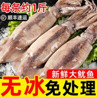 鲜驰 超大新鲜鱿鱼生鲜整只铁板烧烤专用食材商用冷冻批发火箭尤鱼须串
