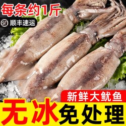 鲜驰 超大新鲜鱿鱼生鲜整只铁板烧烤专用食材商用冷冻批发火箭尤鱼须串