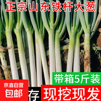 京喜 山东铁杆大葱新鲜产地直发生鲜蔬菜长白葱火锅调料买菜批发脆嫩 带老皮去半叶4斤