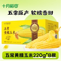 十月稻田 26年五常黄糯玉米新鲜甜糯粗粮早餐低脂轻食官方旗舰