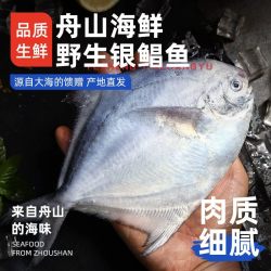 遇上鲜 舟山野生银鲳鱼新鲜冷冻东海大白鲳鱼平鱼海鱼海鲜特产官方旗舰店