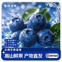 鲁禧海岸 云南花香蓝莓 顺丰多地次日达 精品盒装4盒 单盒100-110g 中果15mm+