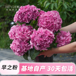 海蒂的花园 绣球花苗小苗四季无尽夏花手鞠绣球阳台庭院花卉盆栽植物室内花卉 大花绣球早之粉15cm盆 含盆