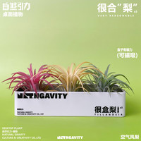 自然引力很盒梨空气凤梨可磁吸甲醛净化空气办公桌面好养小绿植摆件 默认
