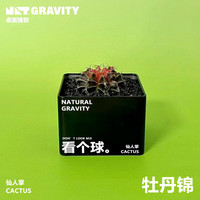 自然引力看个球M3 仙人掌仙球植物桌面创意绿植盆栽礼物送人好看摆件 牡丹锦