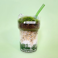 自然引力抹茶拿铁 创意办公桌面植物鲜活苔藓微景观DIY绿植生日礼物摆件 默认
