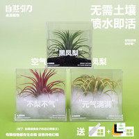 自然引力不离不弃黑凤梨元气满满空气凤梨桌面礼物创意绿植好养 绿色