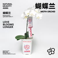 自然引力蝴蝶兰盆栽带花苞绿植年宵花好养耐活花期长桌面摆件
