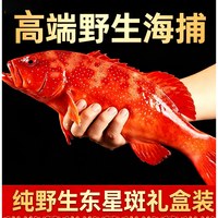 纯野生东星斑礼盒送长辈伴手礼端午中秋高档海鲜鲜活冰鲜红石斑鱼
