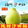 柚满园 梅州正宗沙田柚子批发梅县南福金柚新鲜水果广东冰糖柚碌柚非容县