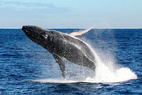 当地玩乐:澳洲观鲸季  悉尼斯蒂芬斯港观鲸游船套餐（2.5-3小时游船+餐食+解说）